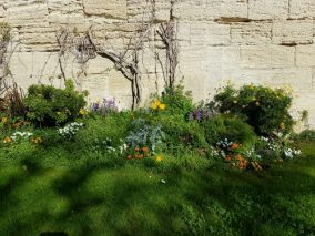 Rocher des Doms garden blooming in March